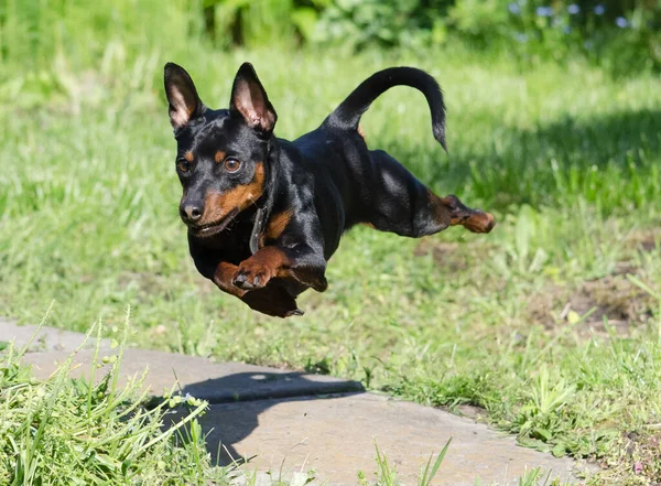 Jumping Running Dog Zwergpinscher Mini Doberman — Stock Photo, Image