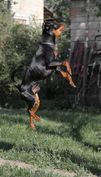 Dog Zwergpinscher Mini Doberman Jumping Flying Catching Ball — стоковое фото