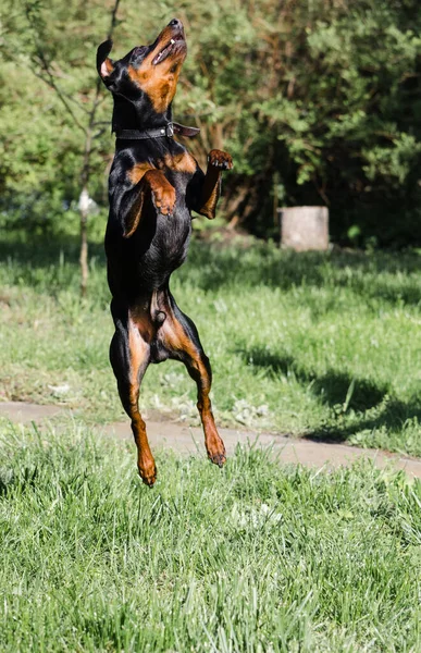 jumping dog zwergpinscher mini-doberman
