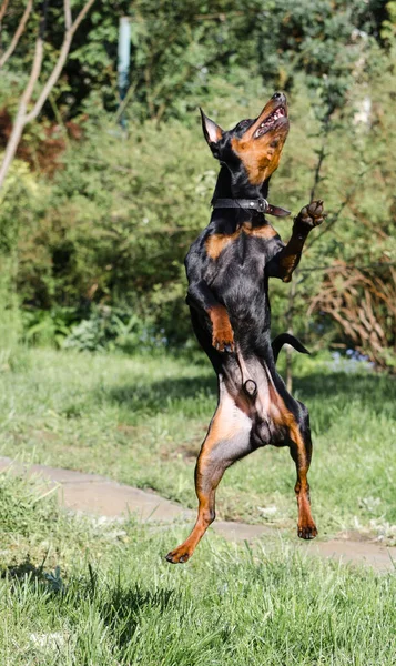 jumping dog zwergpinscher mini-doberman