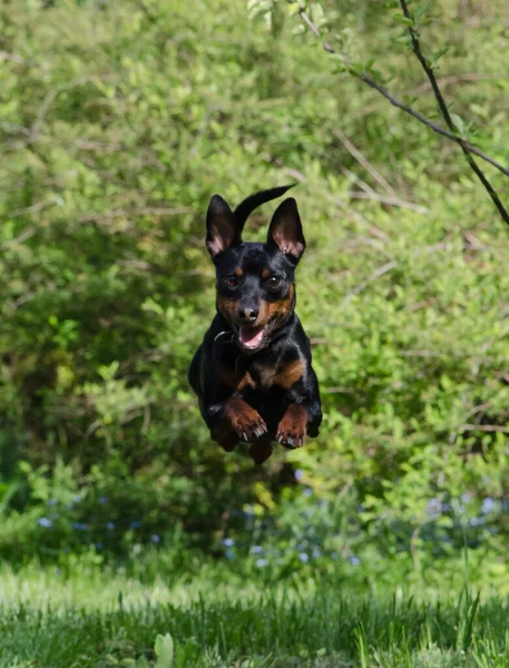 Springen Rennen Vliegen Glimlachende Hond Zwergpinscher Mini Doberman Rechtenvrije Stockfoto's