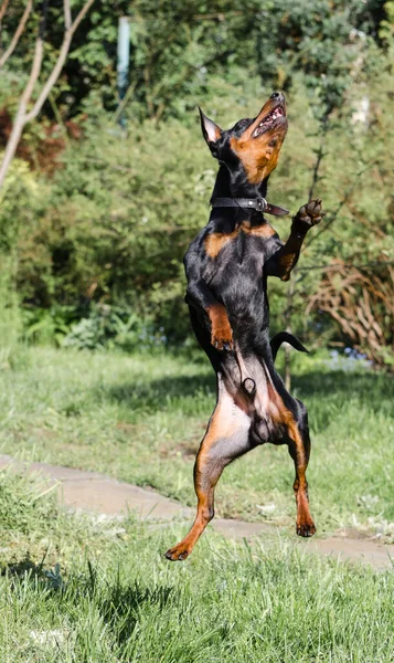 Jumping Dog Zwergpinscher Mini Doberman Stock Image