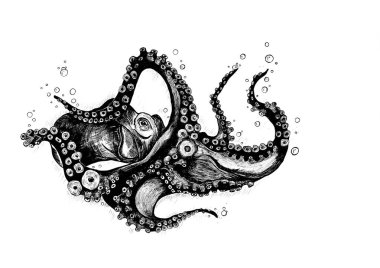 Mürekkep Balığı Çizimi, beyaz arkaplanda siyah çizim.