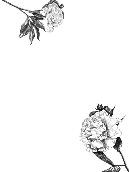 Παιώνια Πλαίσιο Λουλούδια Σχέδιο Και Σκίτσο Μολύβι Λευκό Φόντο Ασπρόμαυρη — Φωτογραφία Αρχείου
