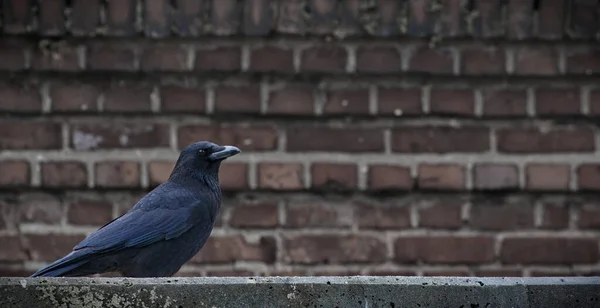 Raven sitting in front of brick wall