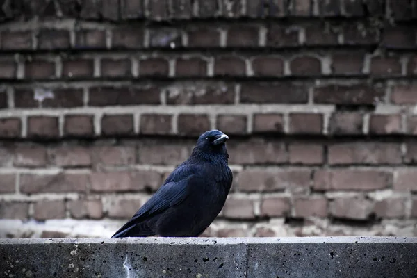 Raven sitting in front of brick wall