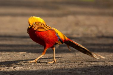 Goldfasan auf Futtersuche