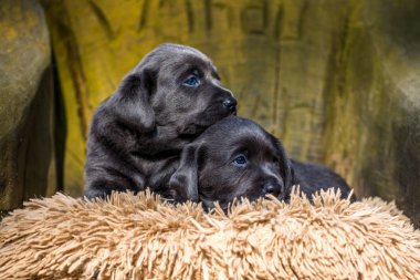 Labrador yavru oturan