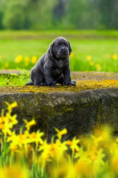 Seduto labrador cucciolo nel parco — Foto Stock