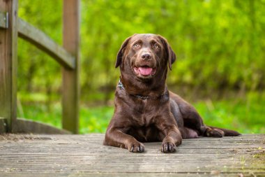 Labrador kaltak Köprüsü'nde