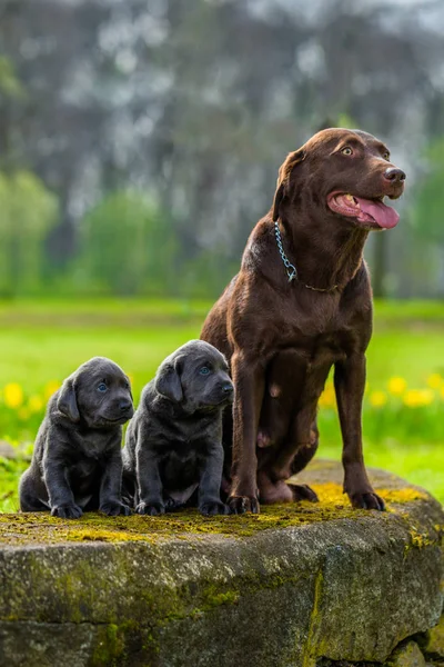 래브라도 강아지와 새끼 — 스톡 사진