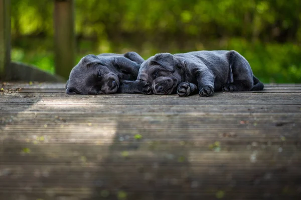 Спящие щенки лабрадора — стоковое фото
