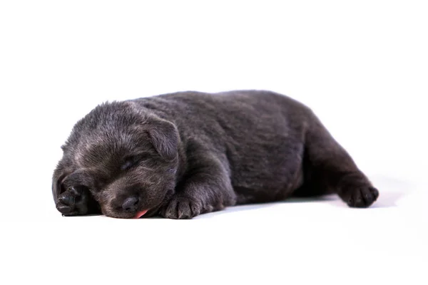 Спящий щенок-лабрадор — стоковое фото