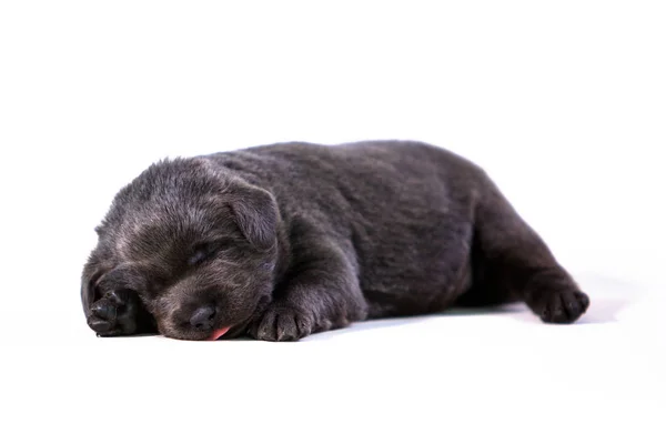 Sovande labrador valp — Stockfoto