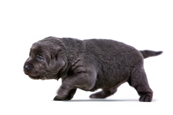 Meraklı labrador puppie — Stok fotoğraf