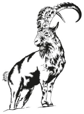 Ibex wild Goat on Mountain clipart