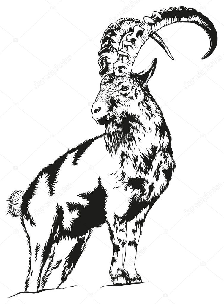 Ibex wild Goat on Mountain