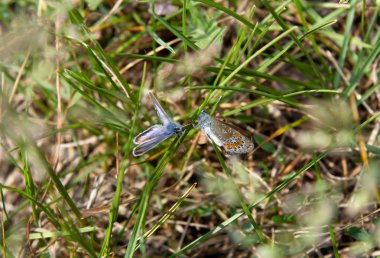 İki kelebek çimlerin üzerinde konuşuyor.