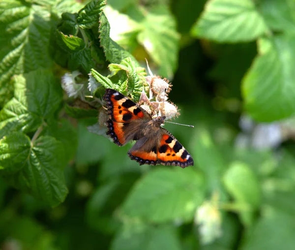 Mariposa Aglais Urticae Descansando Sobre Una Flor — Foto de Stock