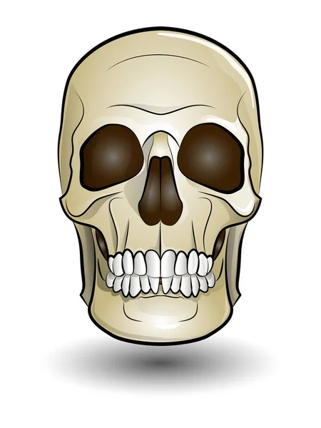 bir insan kafatasının renk çizimi