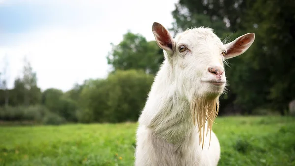 Retrato Uma Cabra Macho Branco Bonito Adulto Uma Fazenda Fundo — Fotografia de Stock