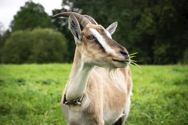 Retrato Una Cabra Hembra Morena Hermosa Adulta Una Granja Comiendo —  Fotos de Stock