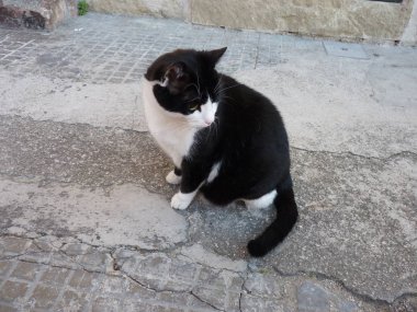 İtalya 'dan yalnız siyah beyaz bir kedi yavrusu.