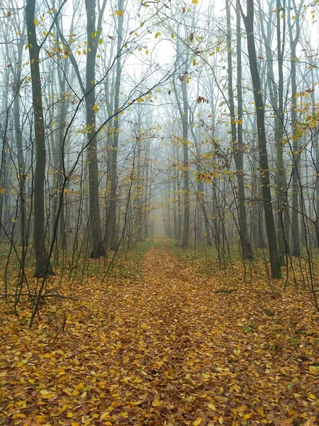Sisin içindeki sonbahar ormanı