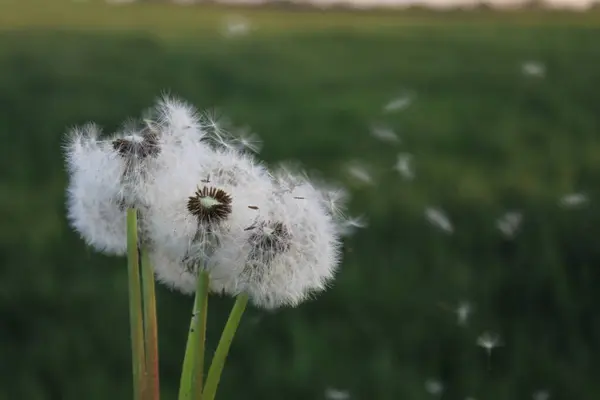 Beş bahar karahindiba çiçeği