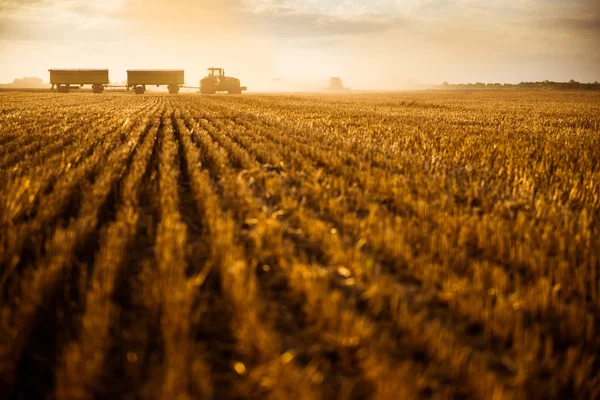 Cosechando el trigo — Foto de Stock