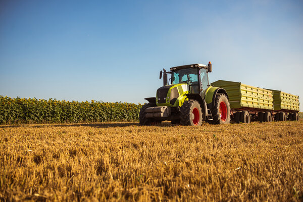 Сбор пшеницы
