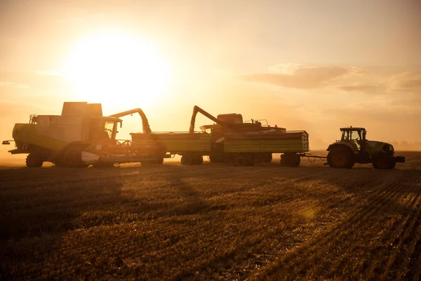 De tarwe oogsten — Stockfoto