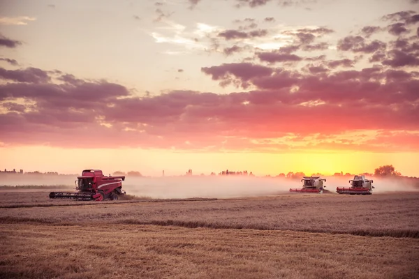 Збирання врожаю пшениці — стокове фото