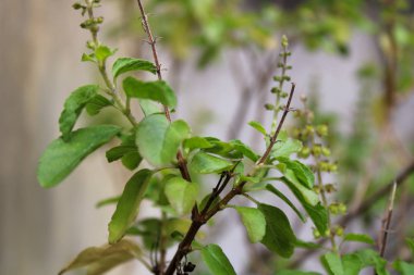 Üstünde tohumu olan yeşil bir bitki..