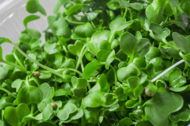 Yeşiller arka planda. Vejetaryen mikroyeşil filizler. Sağlıklı beslenme konsepti. Tohumlar, mikro yeşiller