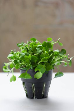 Sebzeler tencerede. Vejetaryen mikroyeşil filizler. Sağlıklı beslenme konsepti. Tohumlar, mikro yeşiller. Modern gastronomi