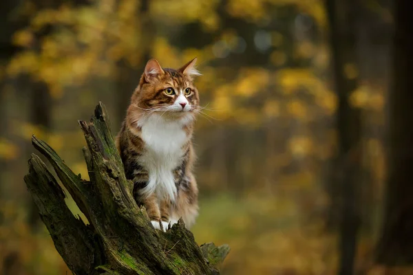 Kuril Bobtail Gato Ruso Caminando Aire Libre Bosque —  Fotos de Stock