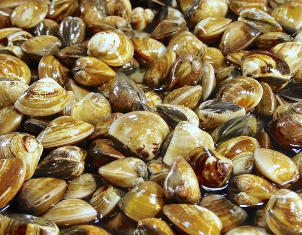 Clams closeup in the market — Stock Photo, Image