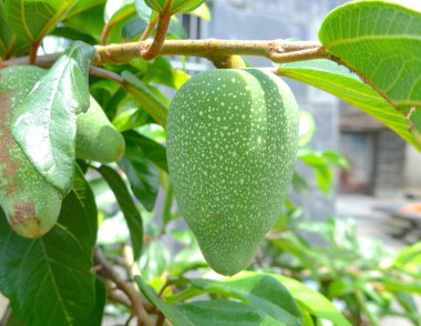 incir closeup jöle, lezzetli aiyu jöle Tayvan içine yapılabilir.