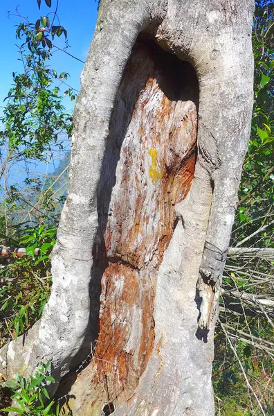 Primer plano del agujero del tronco del árbol — Foto de Stock