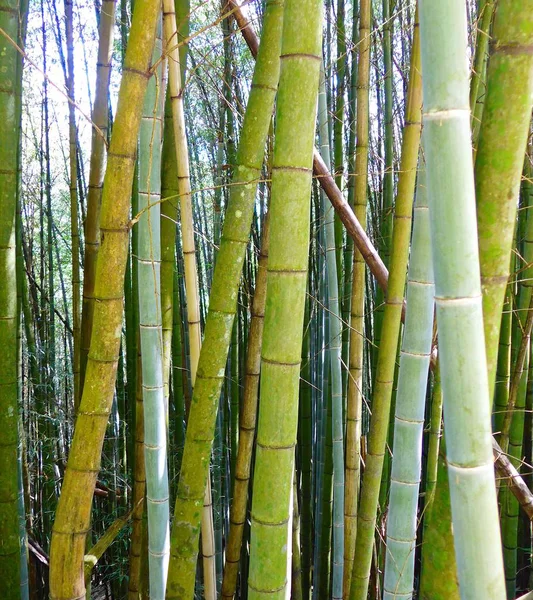 Closeup kmen bambusu — Stock fotografie