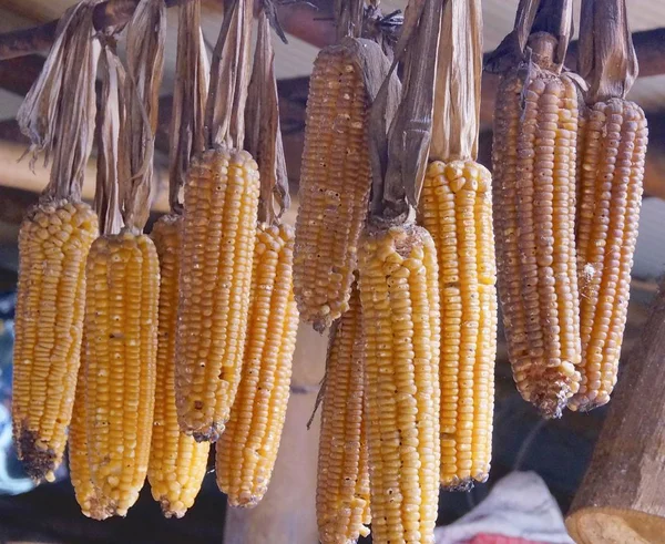 Dried corns closeup at warehouse — Stock Photo, Image