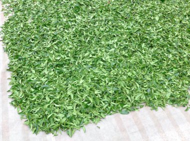 Tayvan portre taze çay yaprakları