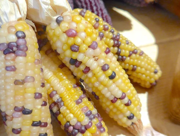 Purple colors corn closeup — Stock Photo, Image