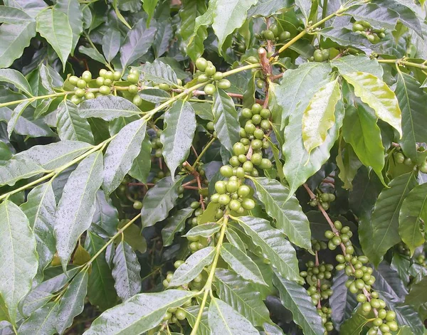 Zielone ziarno kawy drzewo zbliżenie — Zdjęcie stockowe