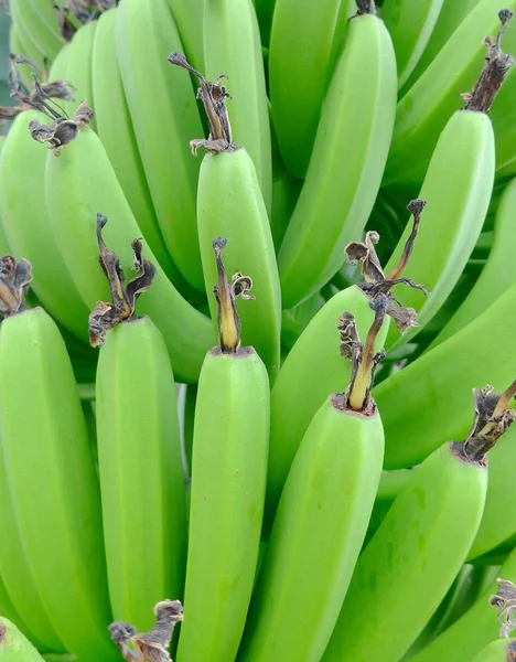 Groene Bananen Opknoping Boom Closeup — Stockfoto