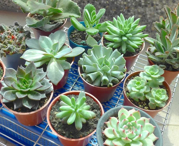 Succulent Plants Closeup Garden Taiwan — Stock Photo, Image