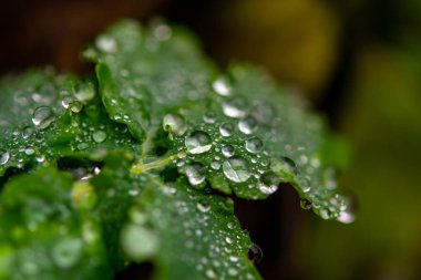 Yeşil yapraklı damlacıklar şeklinde sonbahar sabahı çiğ taneleri..