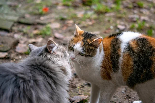 Evsiz hayvanlar bodrumda yaşar. Vahşi şehir kedileri, kediler.