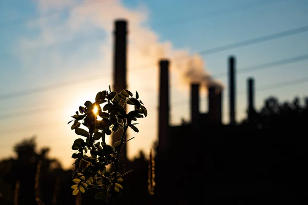 Ekoloji. Çevre kirliliği. Bir elektrik santralinin bacalarının arka planında çiçek..